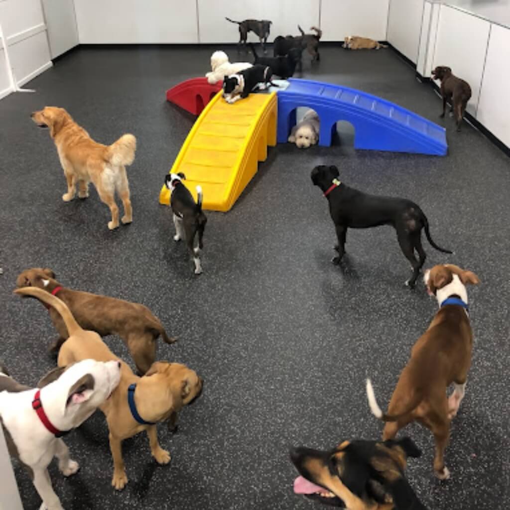 DOG Hotels Wynwood 5