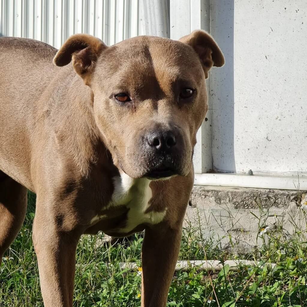 Flagler Animal Clinica