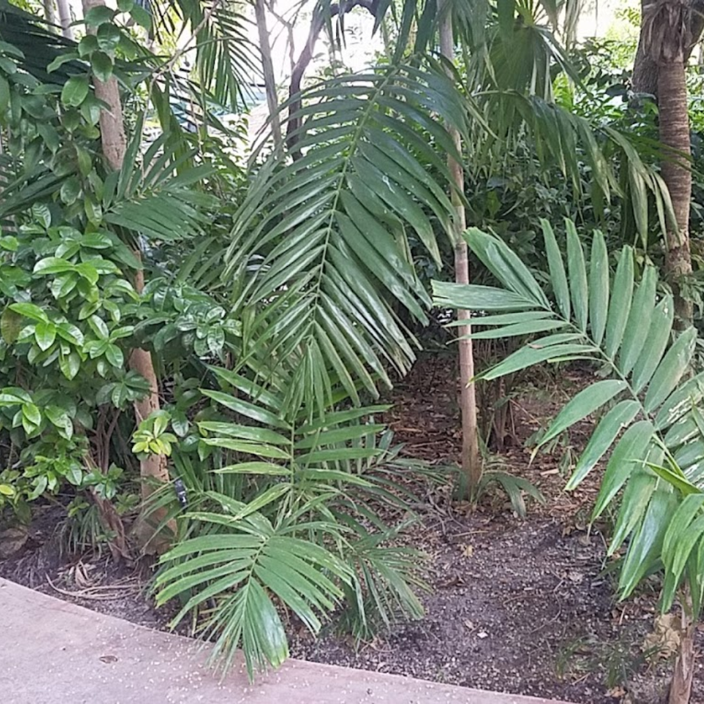 Allen Morris Brickell Park
