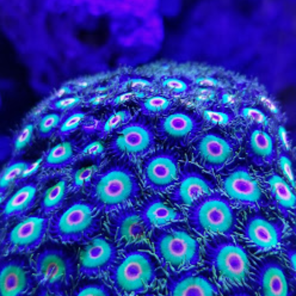 Ocean View Aquariums