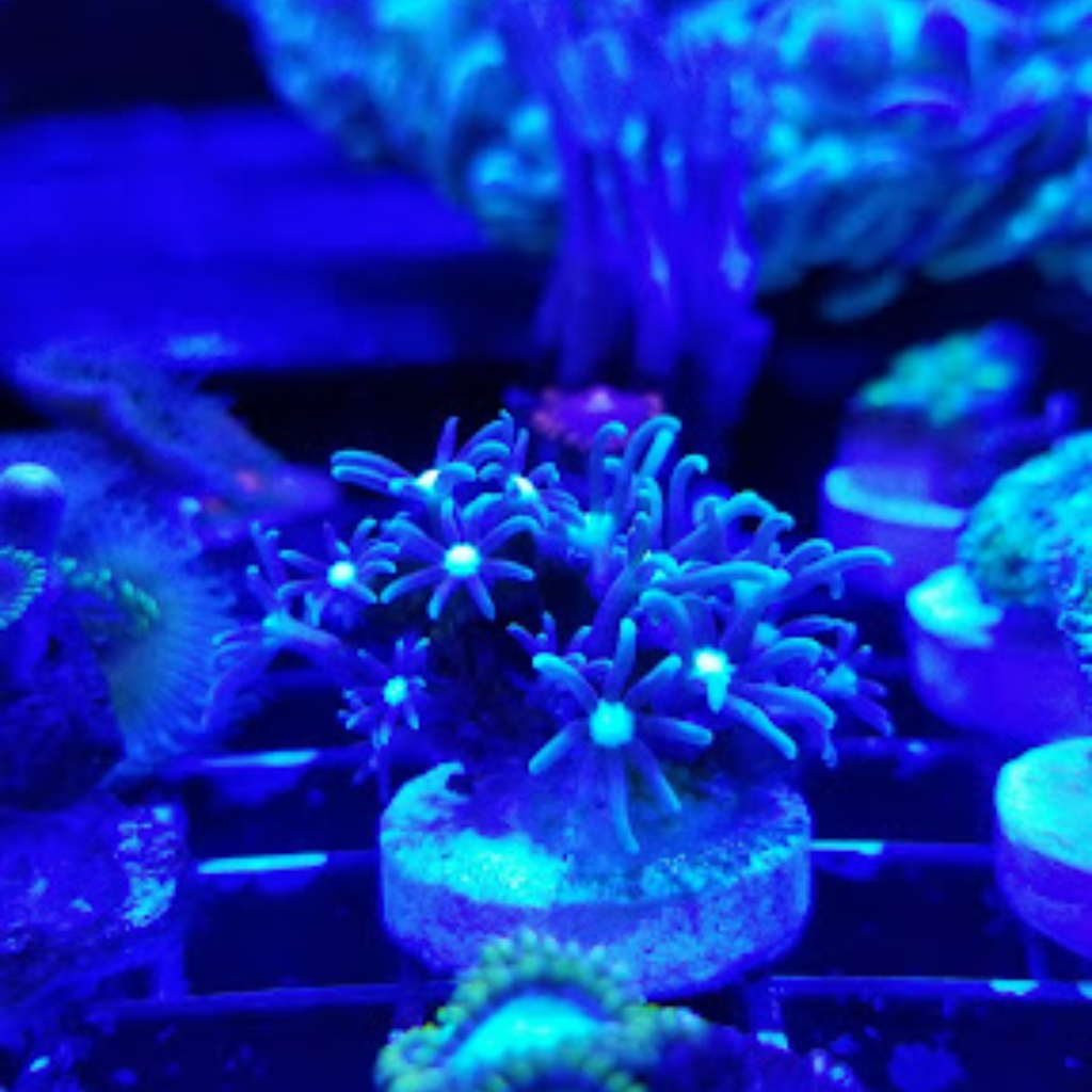 Ocean View Aquariums