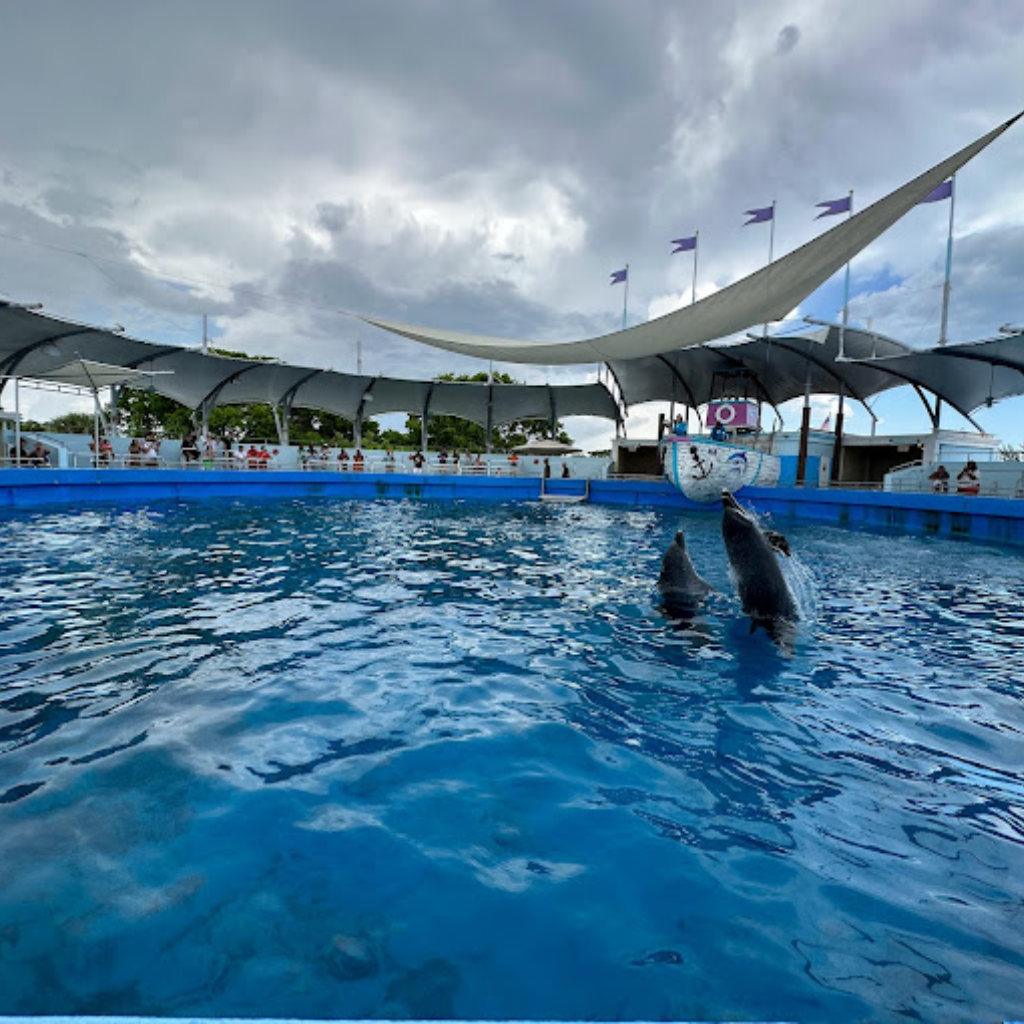 Top Deck Dolphin Show