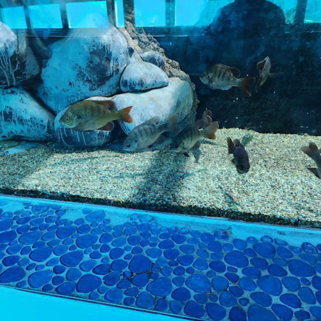 Top Deck Dolphin Show