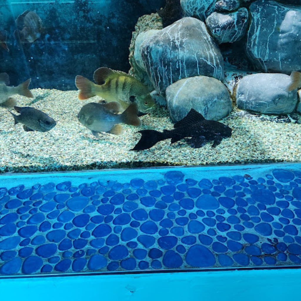 Top Deck Dolphin Show