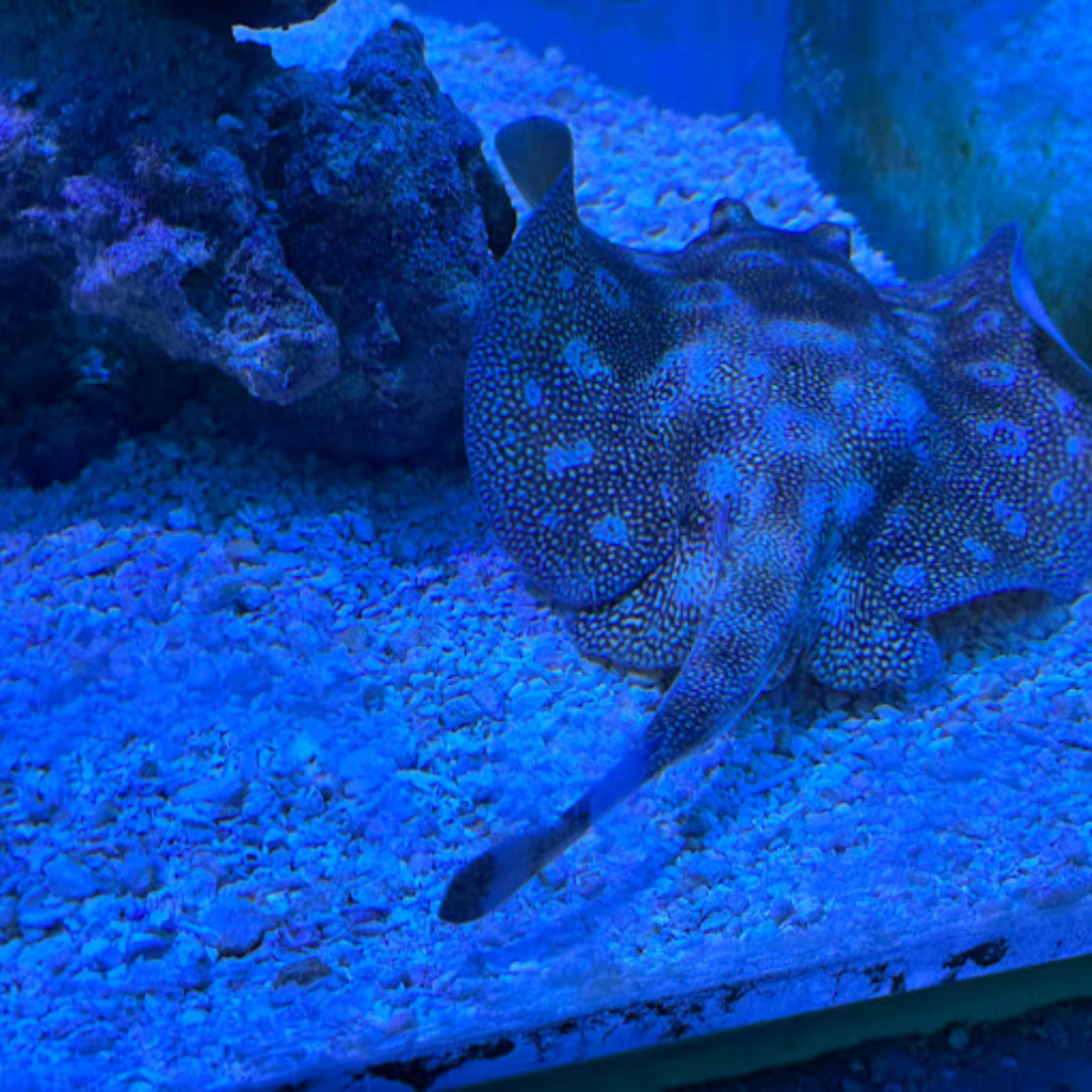 Top Deck Dolphin Show