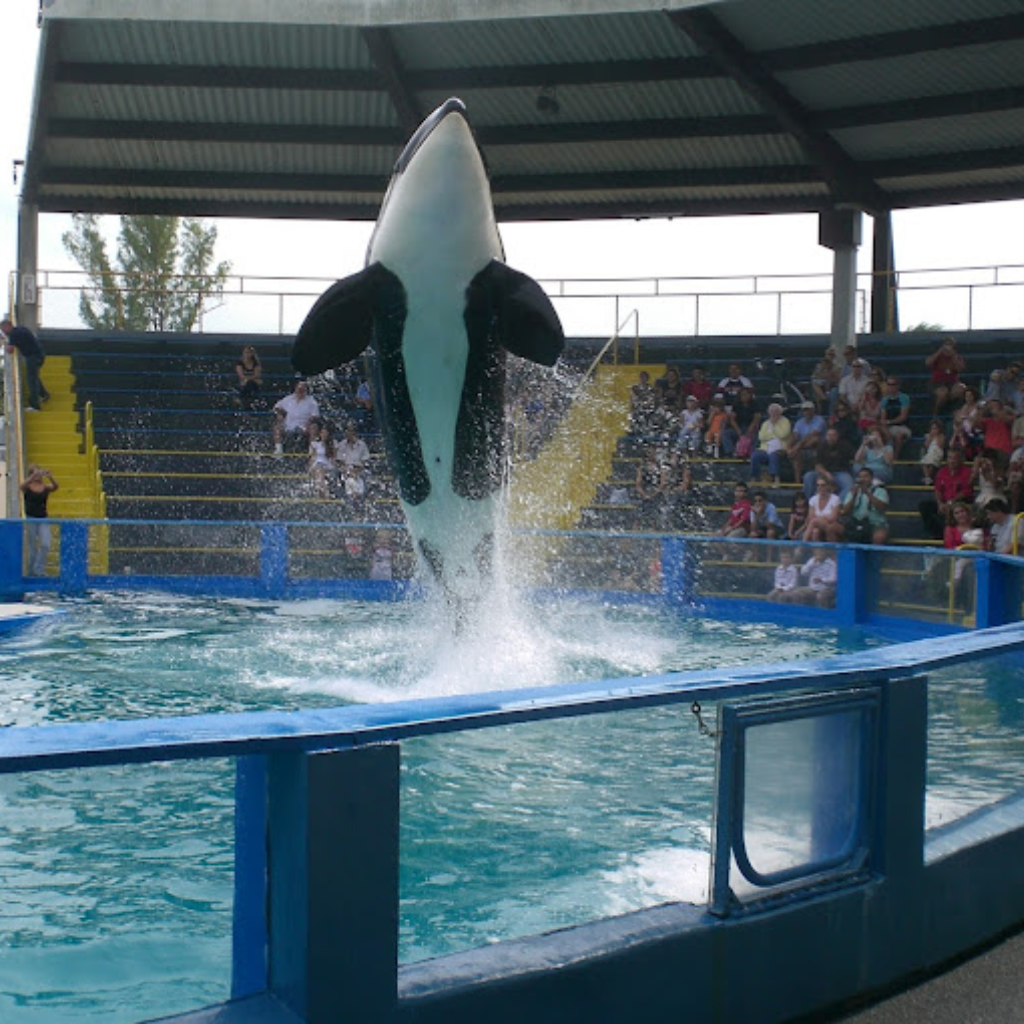 Top Deck Dolphin Show