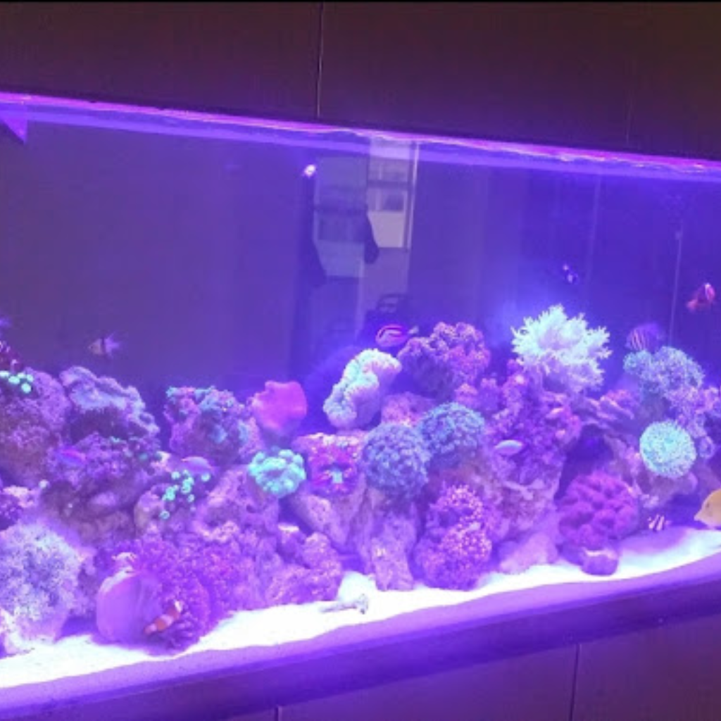 Custom Aquarium305