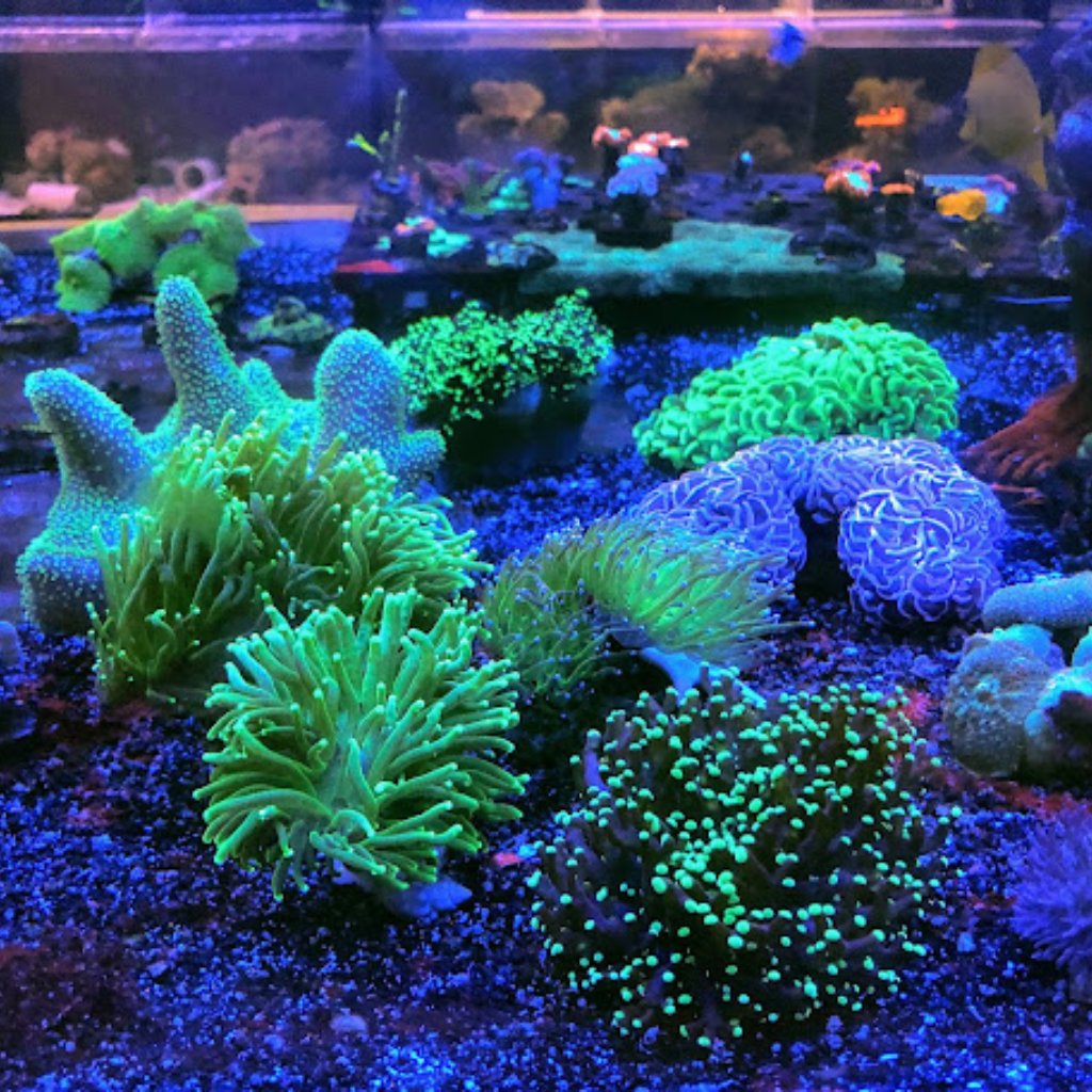 acuarios cerca de mi ubicación