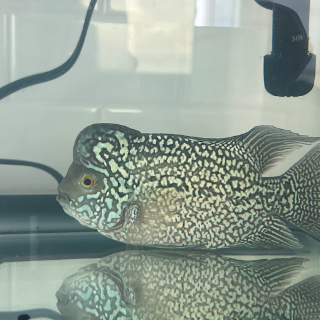 Neptunes Aquarium Store