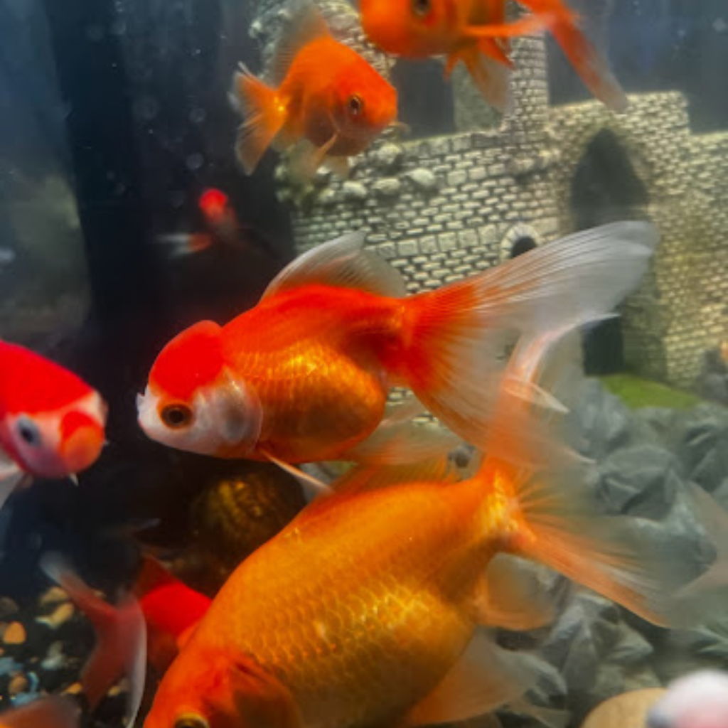 Neptunes Aquarium Store