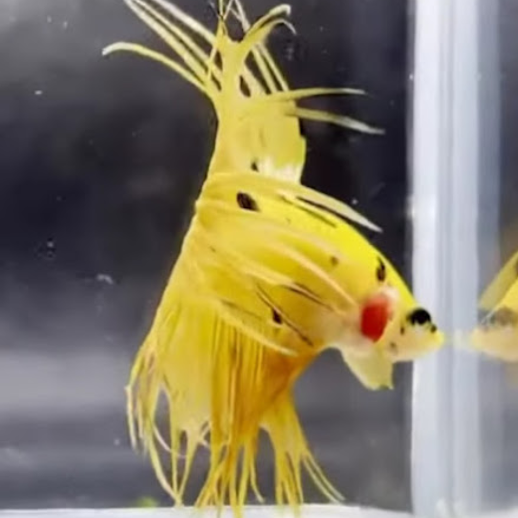 Neptunes Aquarium Store