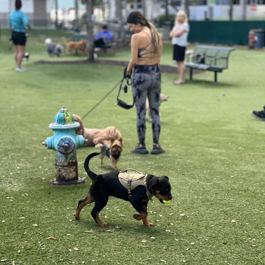 Adiestramiento 305 Dog Training & Grooming