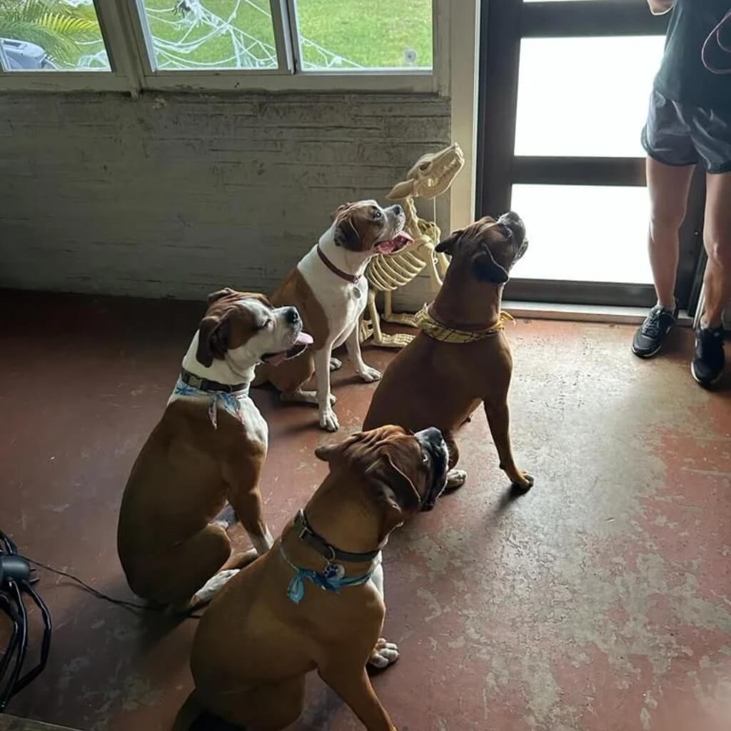 Adiestramiento Canine Counselors