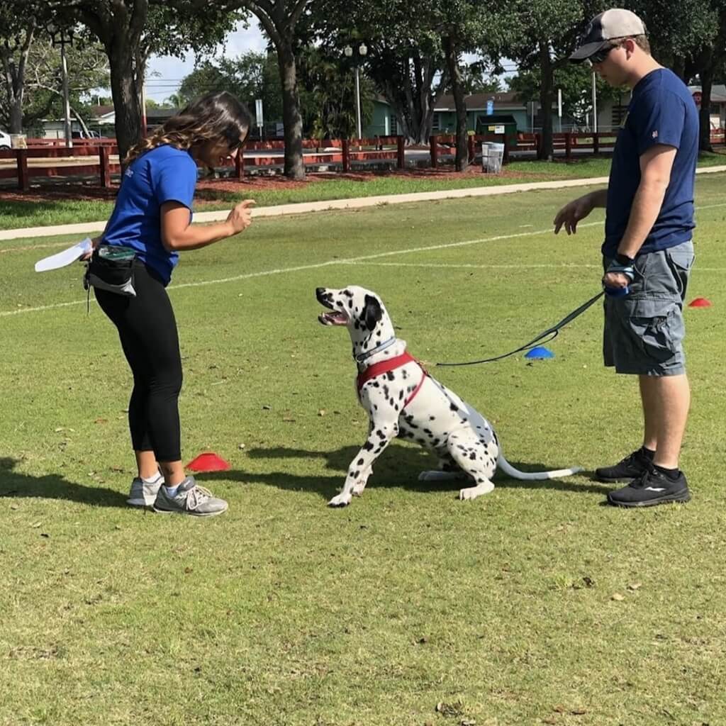 Adiestramiento Crown Dog Training