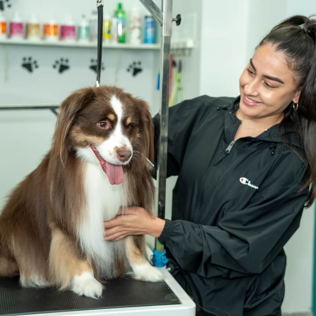 Adiestramiento Dog Kingdom Miami