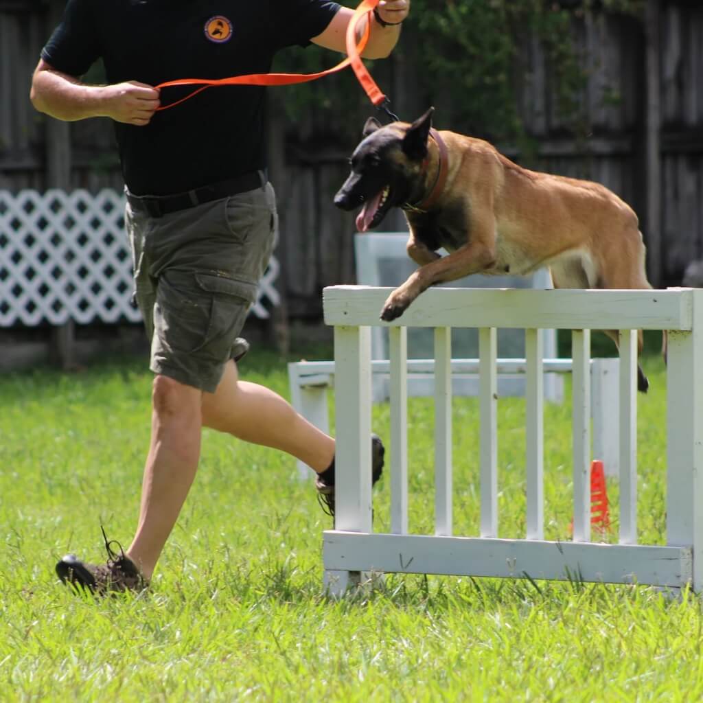 Adiestramiento Dog Training & Boarding ACA Center