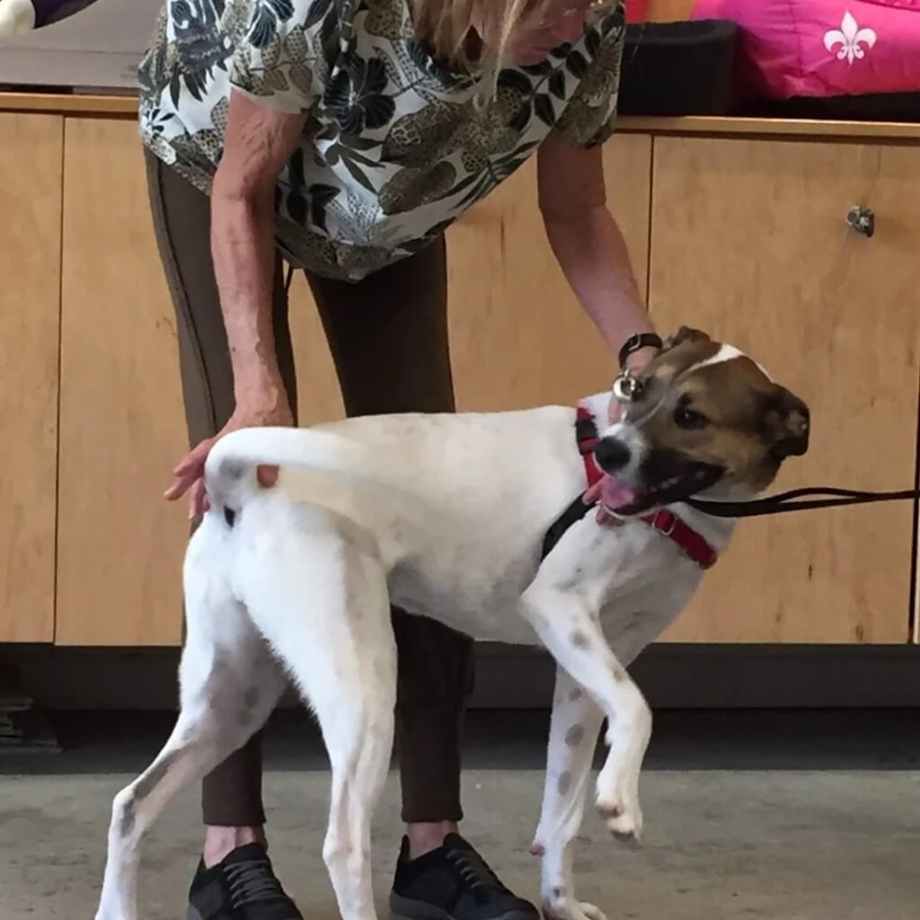 Adiestramiento Rose Lesniak Dog Trainer