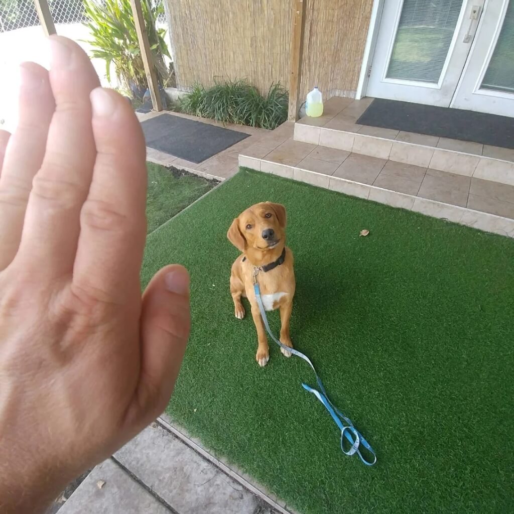 Adiestramiento Smart Start Puppies