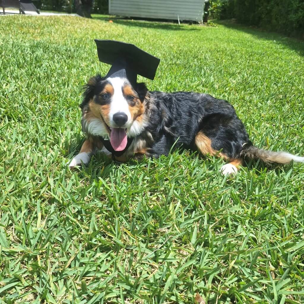 Adiestrar Canine Counselors