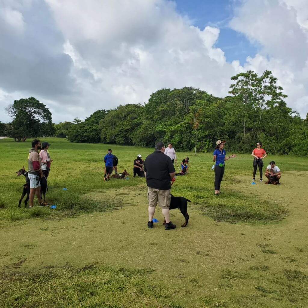 Adiestrar Crown Dog Training