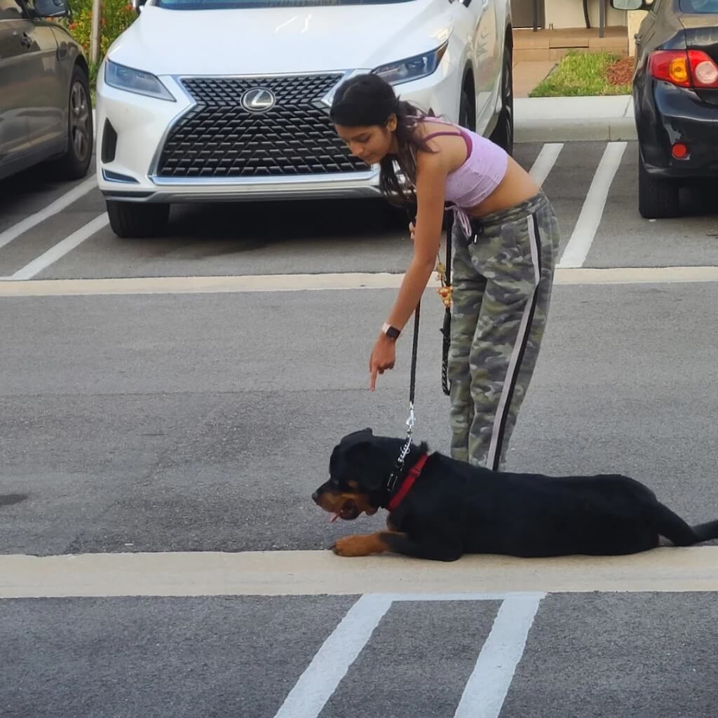 Adiestrar Delta Force K-9