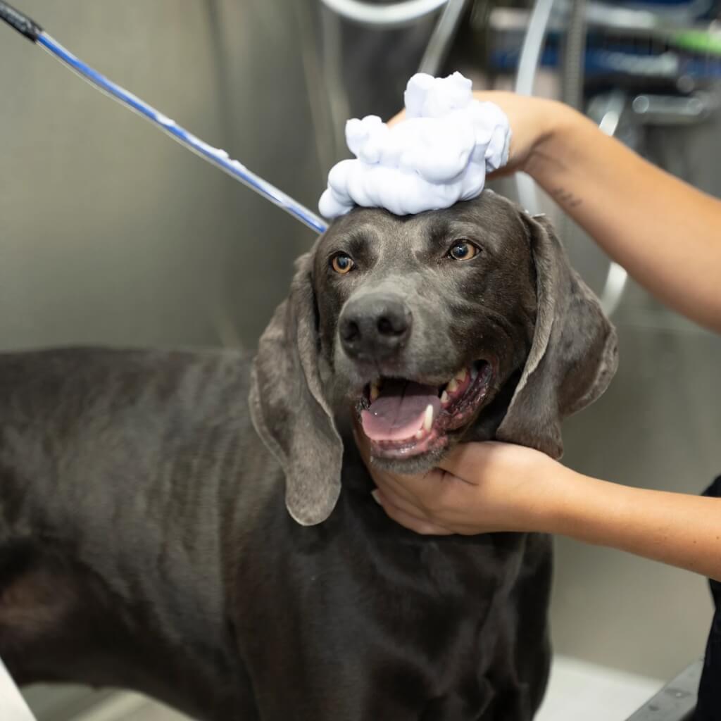 Adiestrar Dog Kingdom Miami