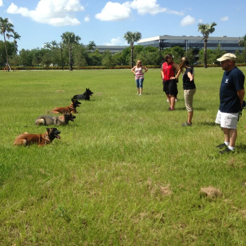 Adiestrar Dog Training & Boarding ACA Center