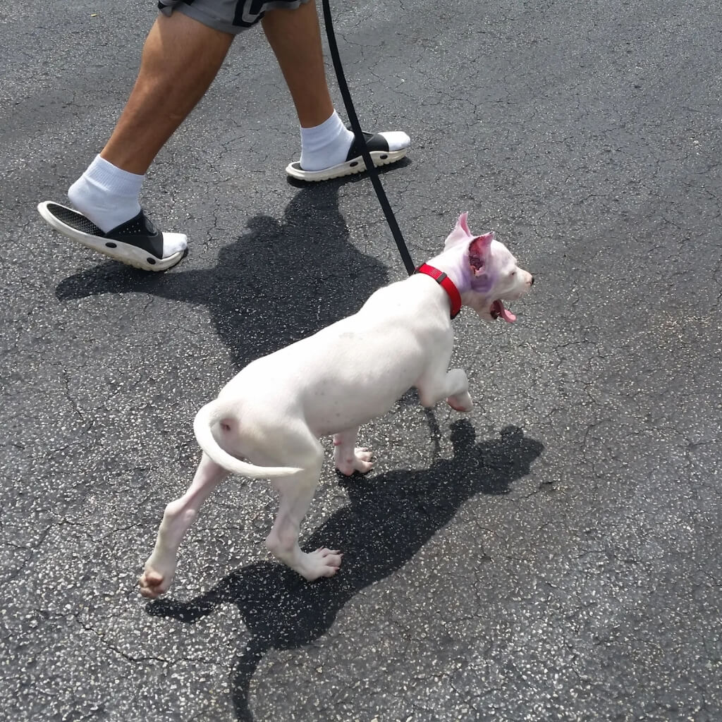 Adiestrar Smart Start Puppies