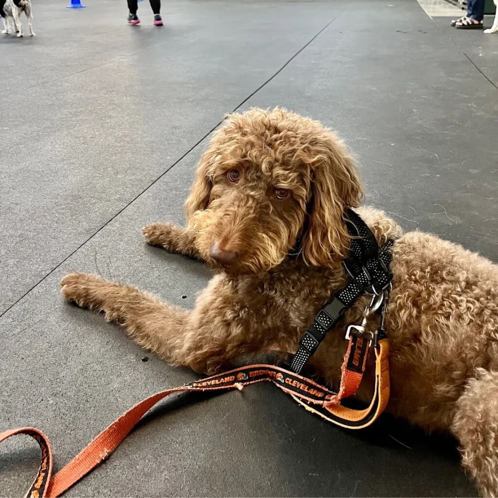 Entrenamiento Applause Your Paws, Inc