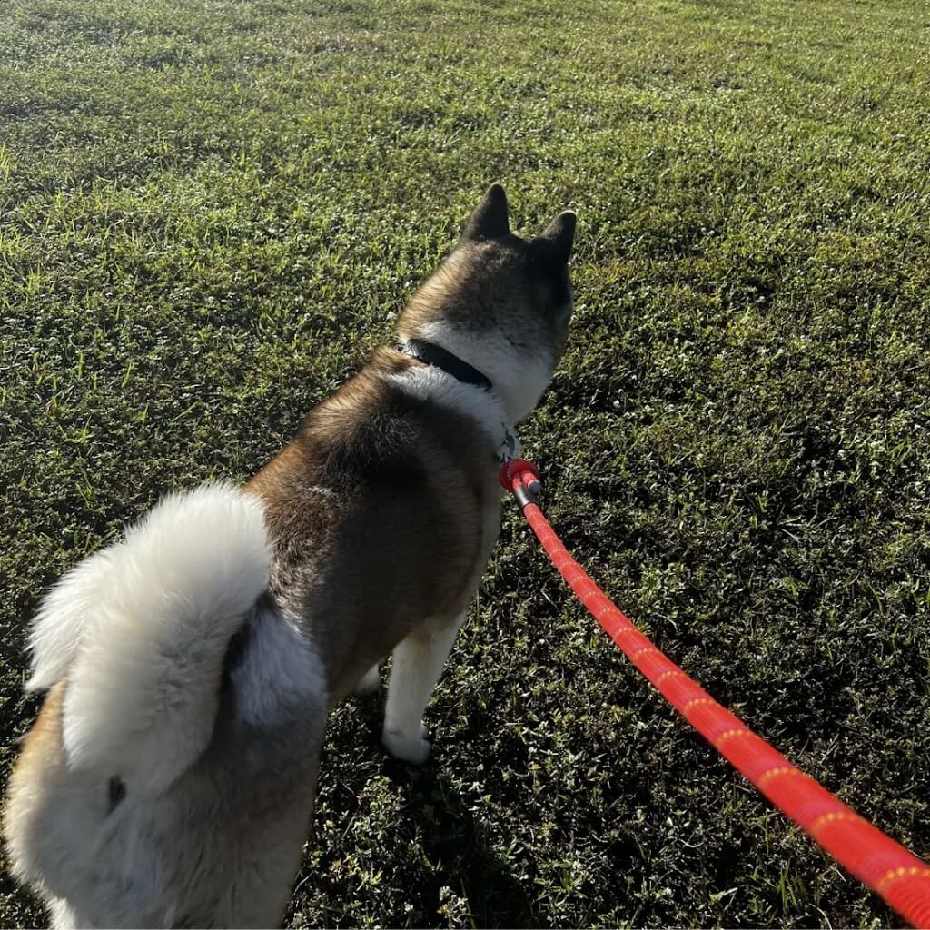 Entrenamiento Canine Counselors