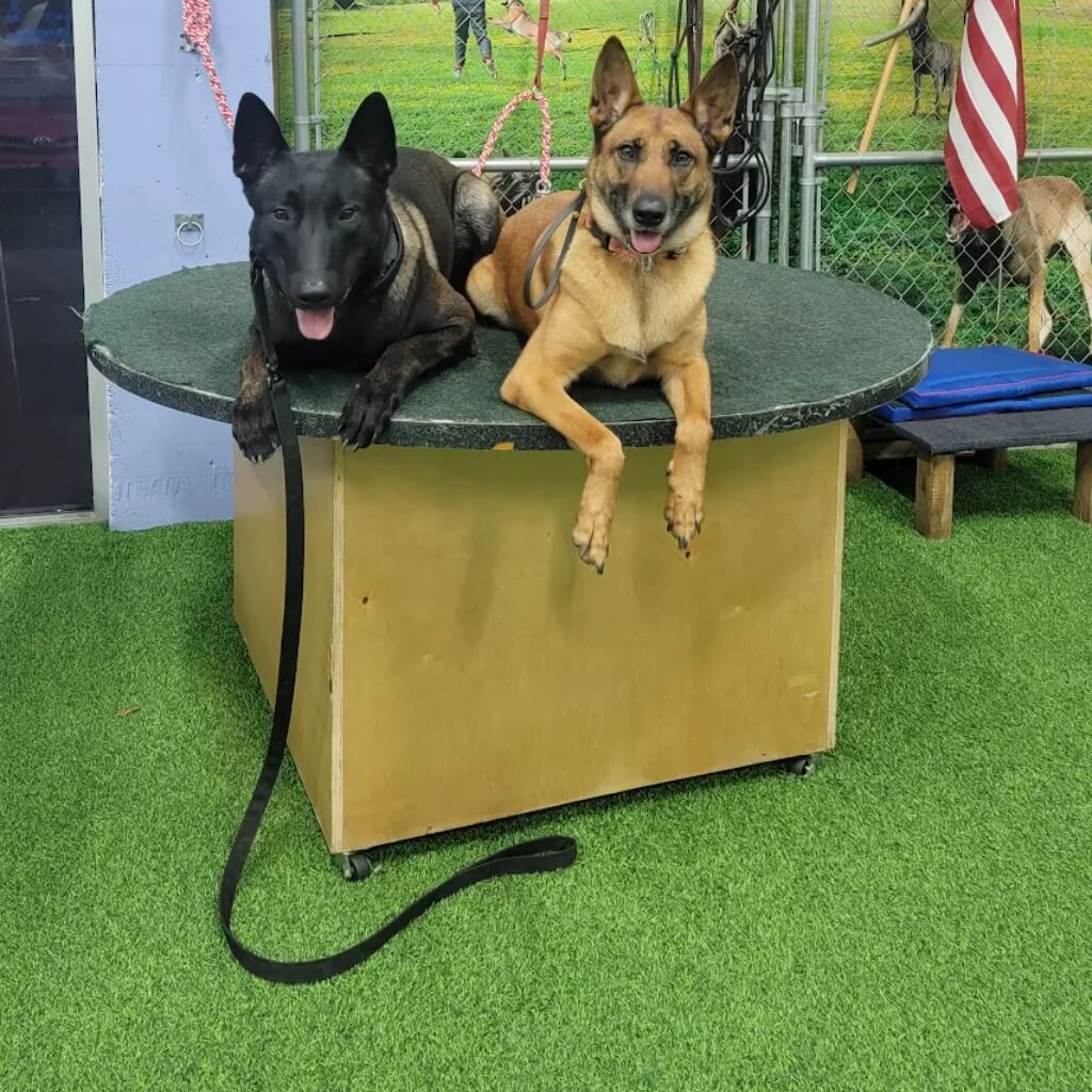 Entrenamiento Delta Force K-9