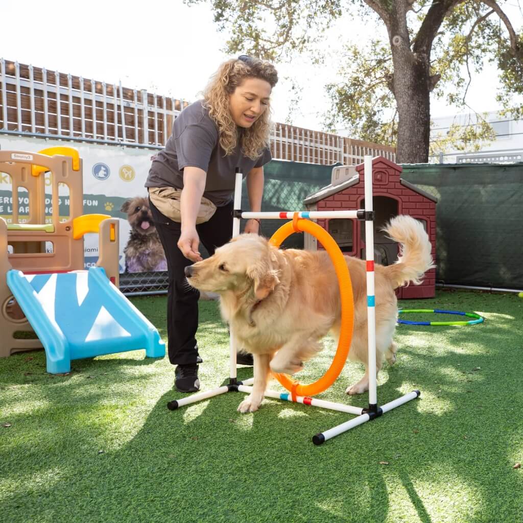 Entrenamiento Dog Kingdom Miami