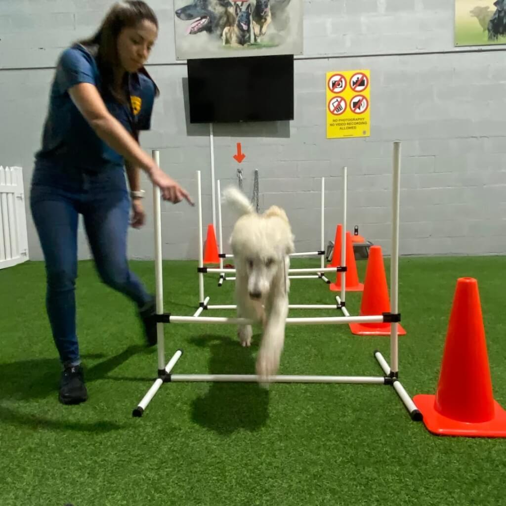 Entrenamiento Dog Training & Boarding ACA Center