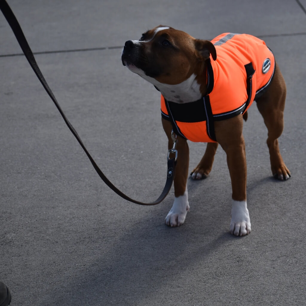Entrenamiento Rose Lesniak Dog Trainer