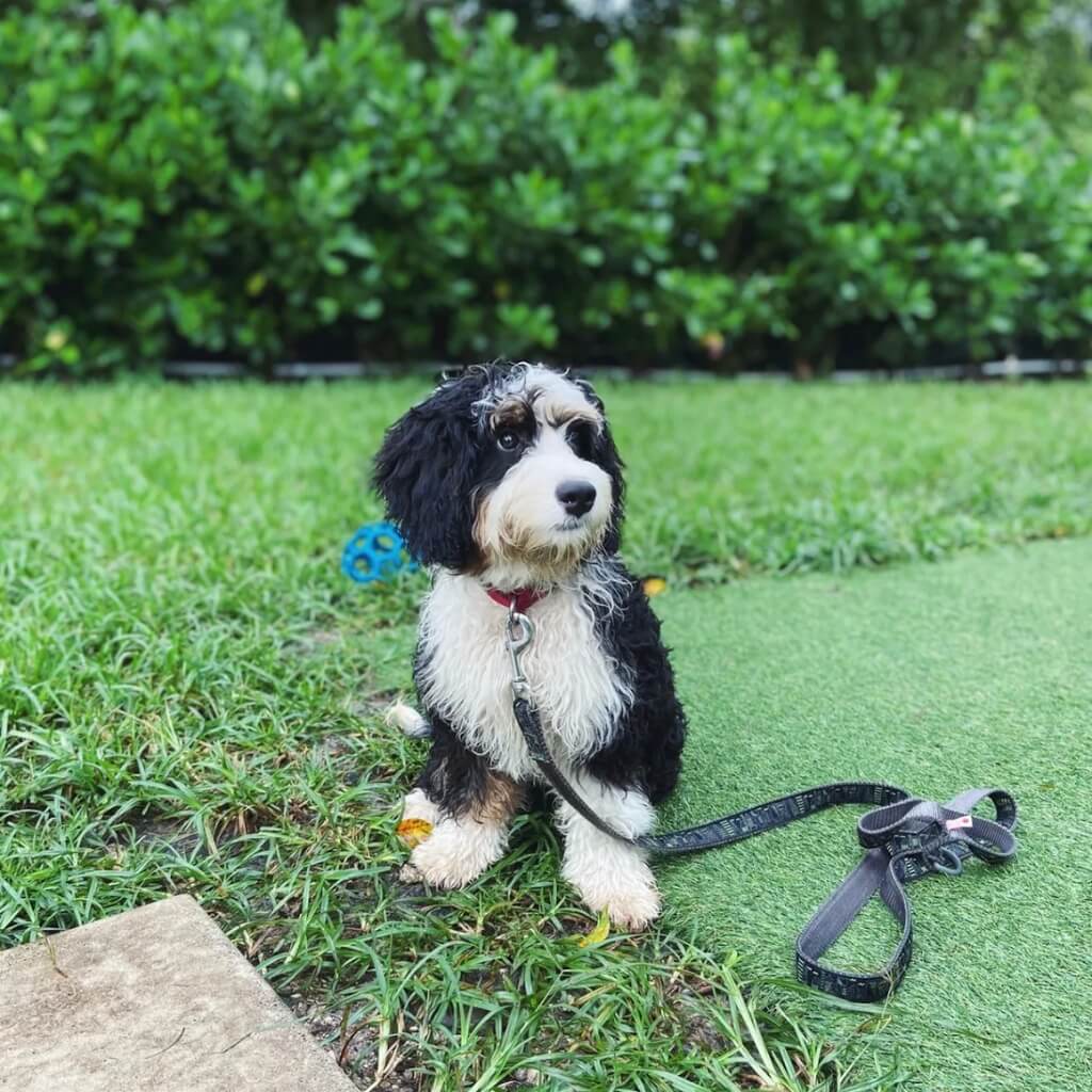 Entrenamiento Smart Start Puppies