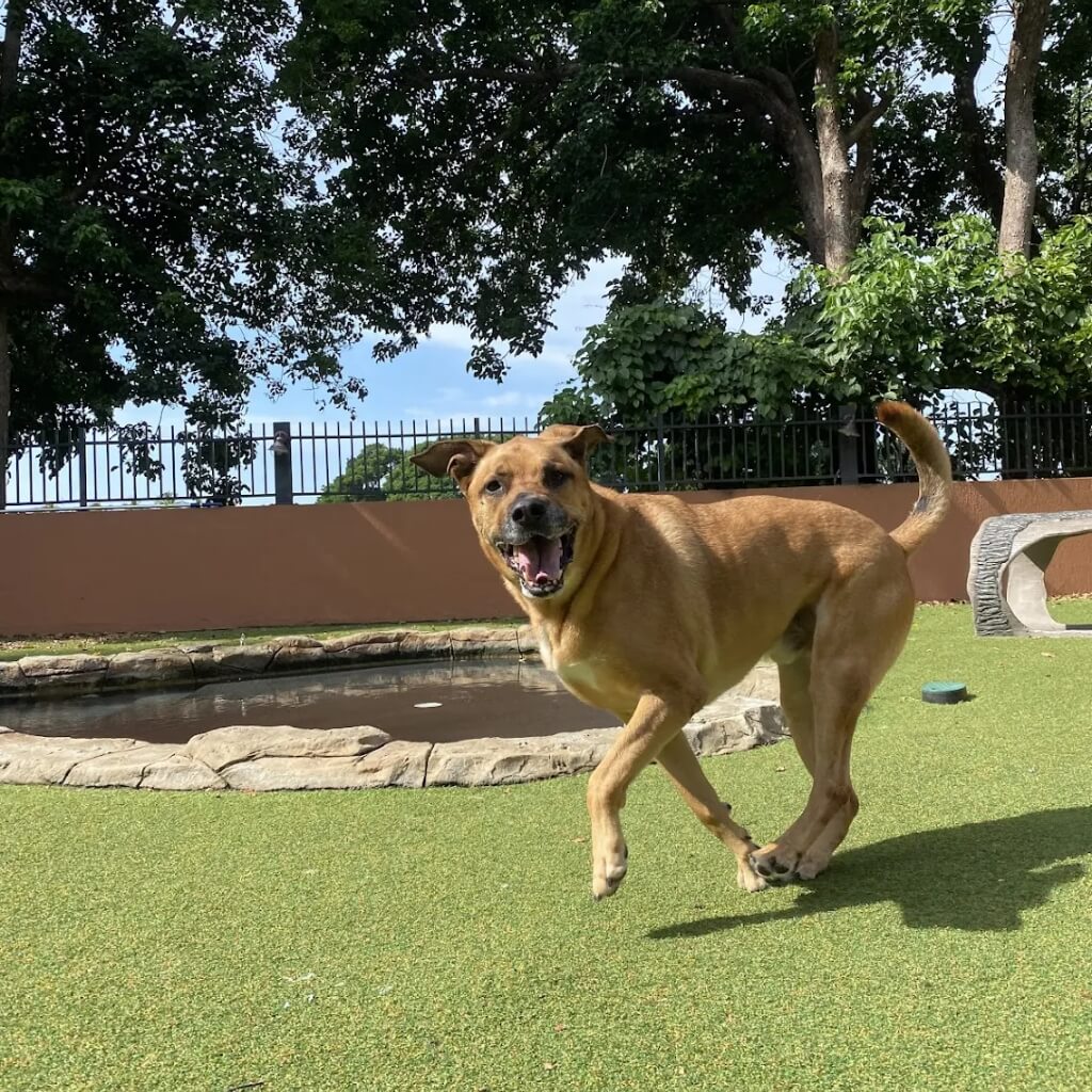 Entrenamiento Woodland Lodge Pet Resort