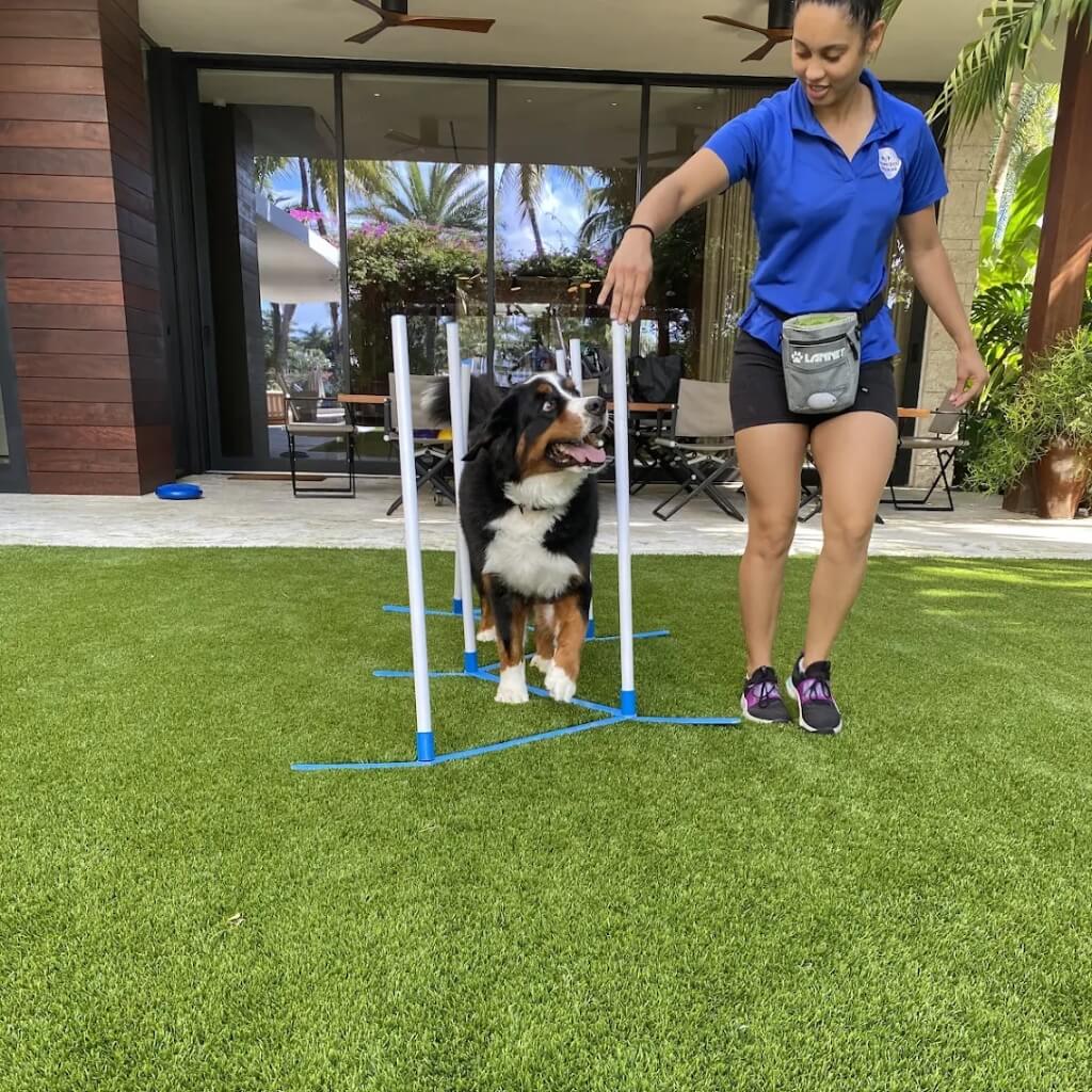 Entrenar Crown Dog Training