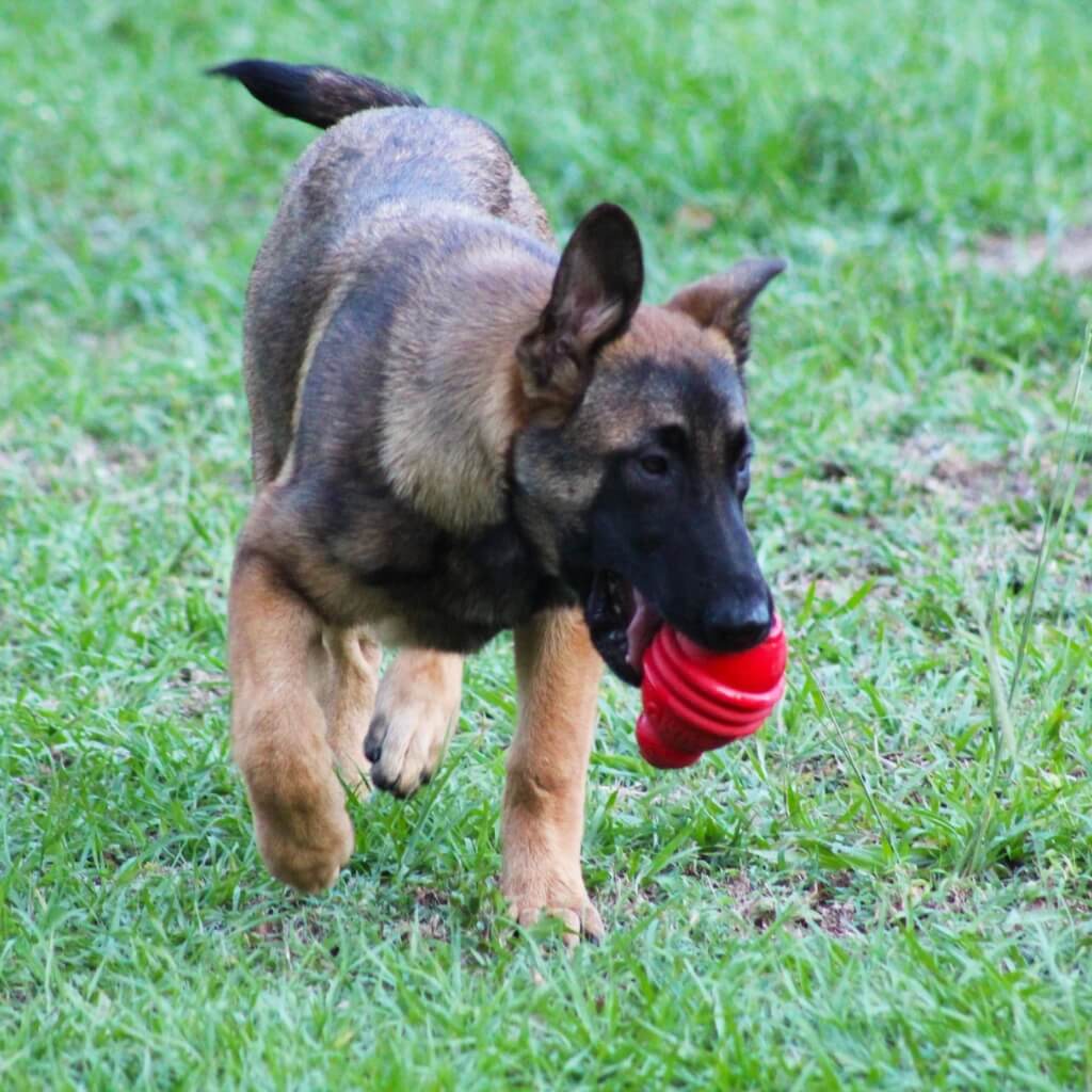 Entrenar Dog Training & Boarding ACA Center