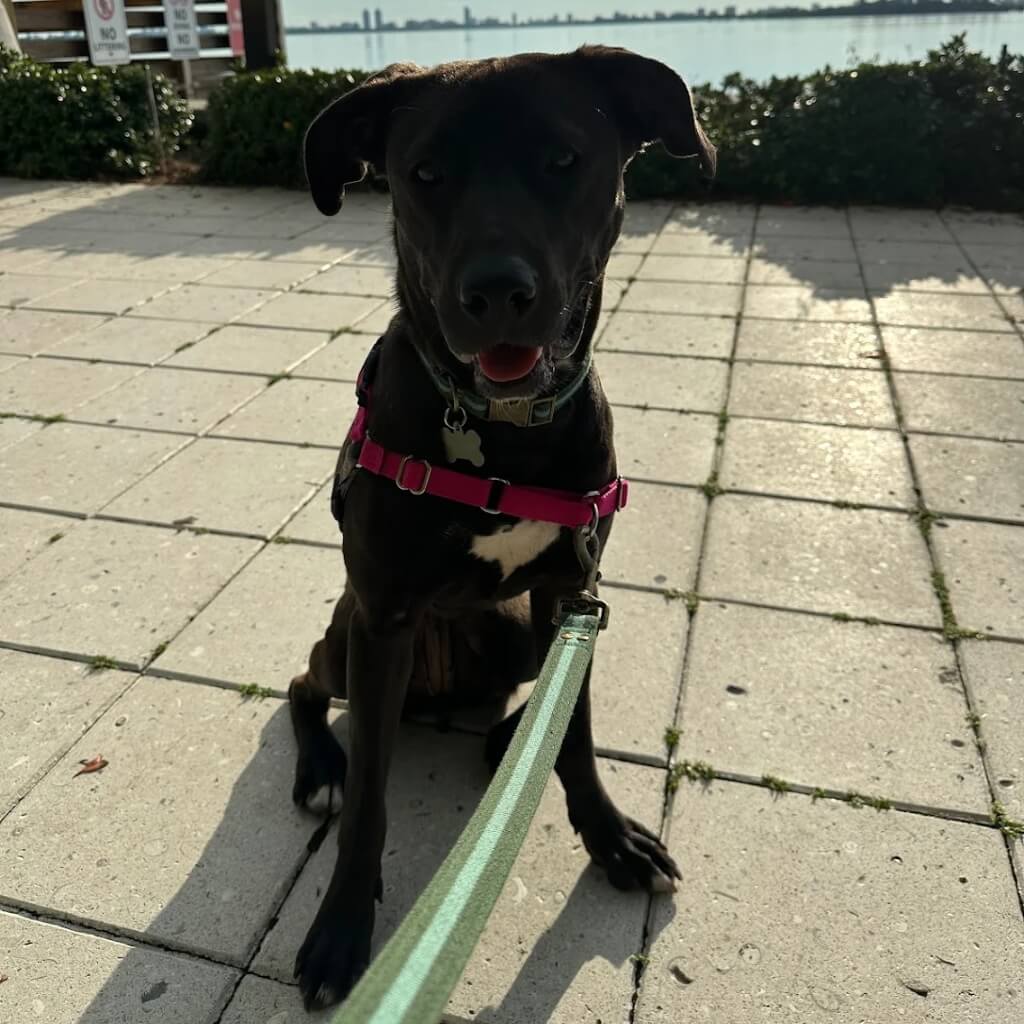 Entrenar Rose Lesniak Dog Trainer