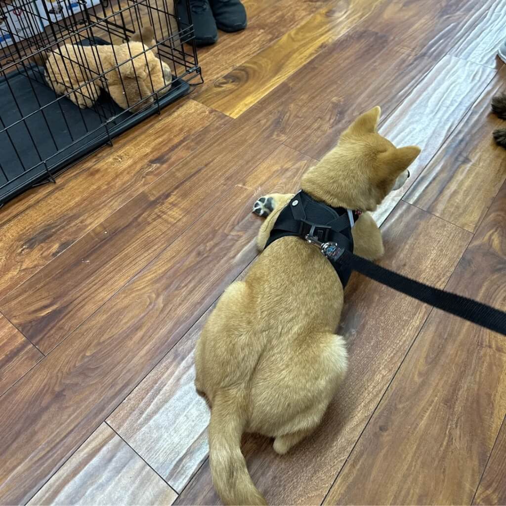 Entrenar Smart Start Puppies