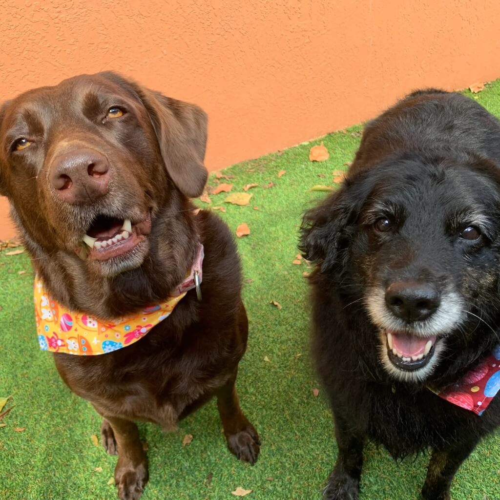 Perros Woodland Lodge Pet Resort