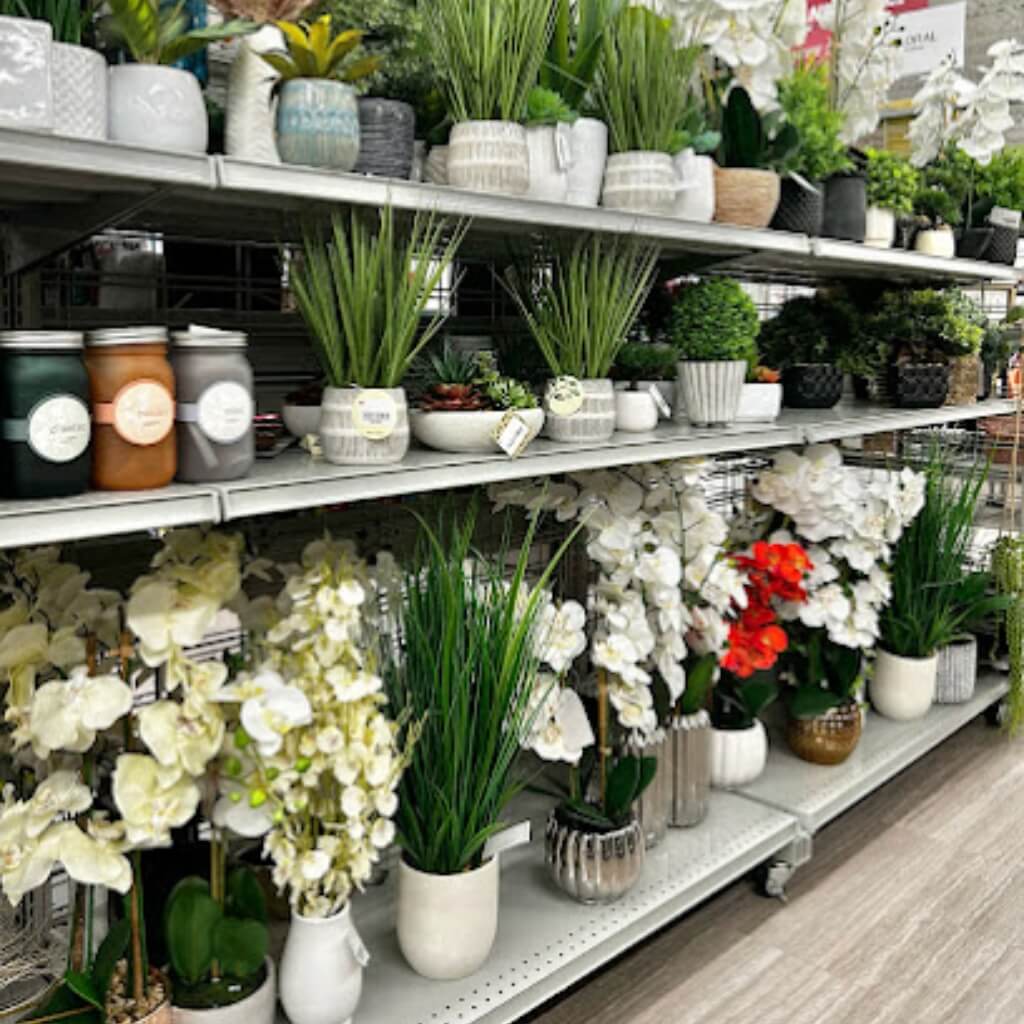 Plantas Burlington