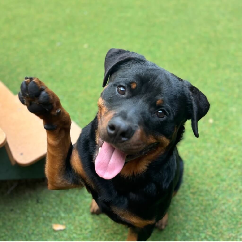 Saludo Woodland Lodge Pet Resort