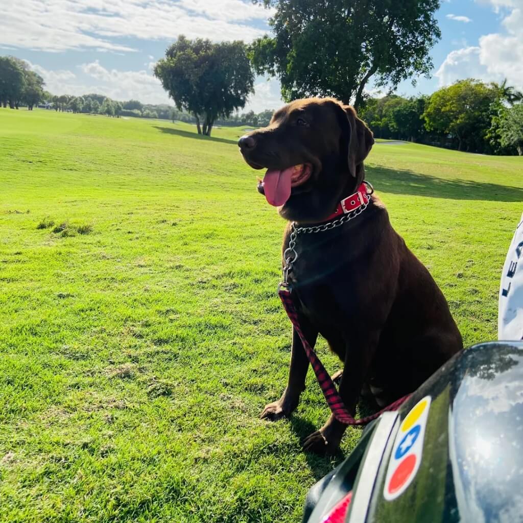 Sentado Woodland Lodge Pet Resort