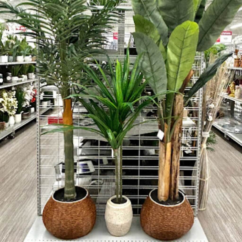 árboles Burlington